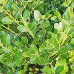 hy Are Boxwoods Dying En Masse?