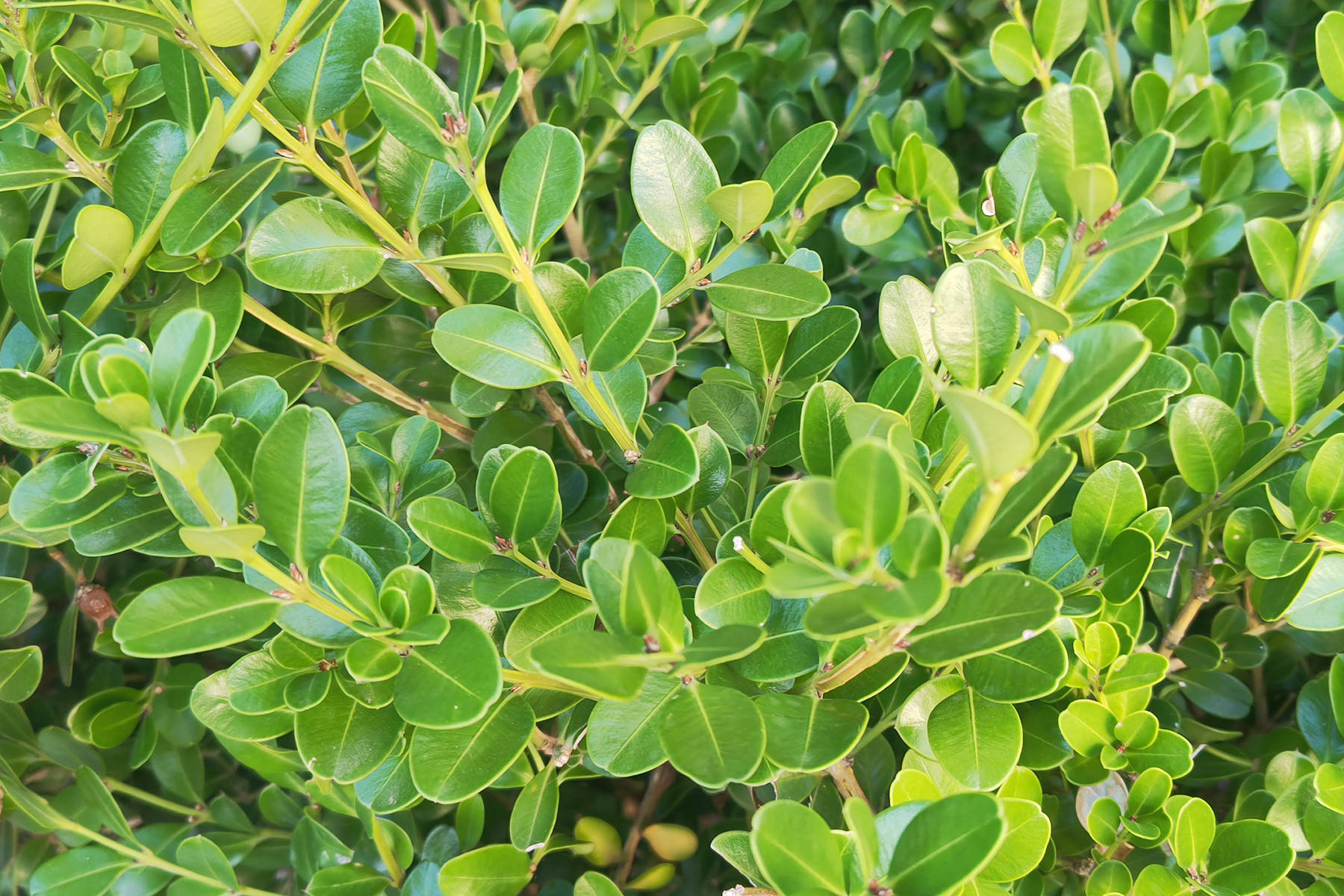 hy Are Boxwoods Dying En Masse?