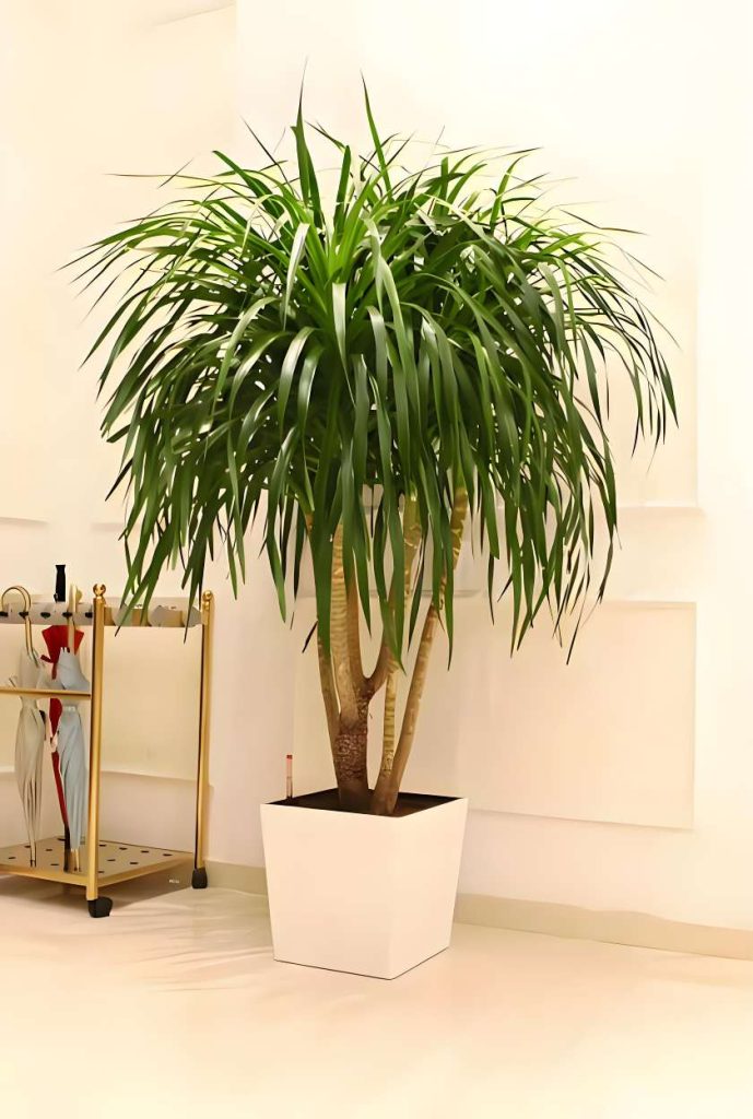 Dracaena Care