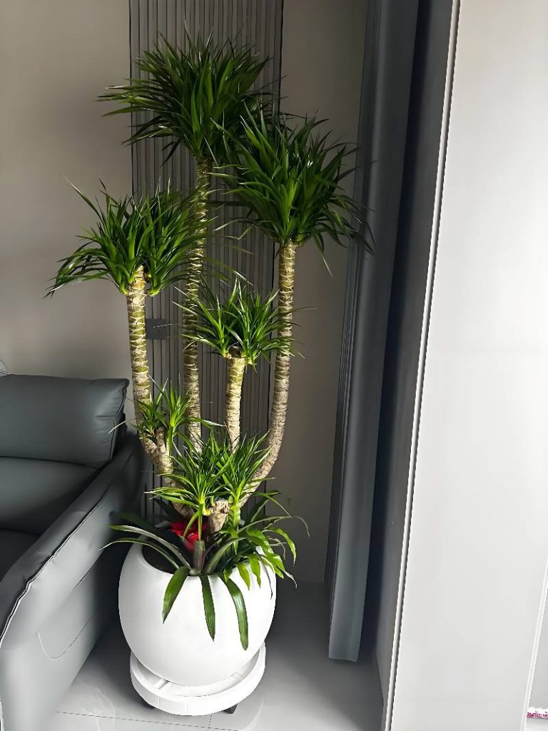 Dracaena img