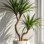 Dracaena img2