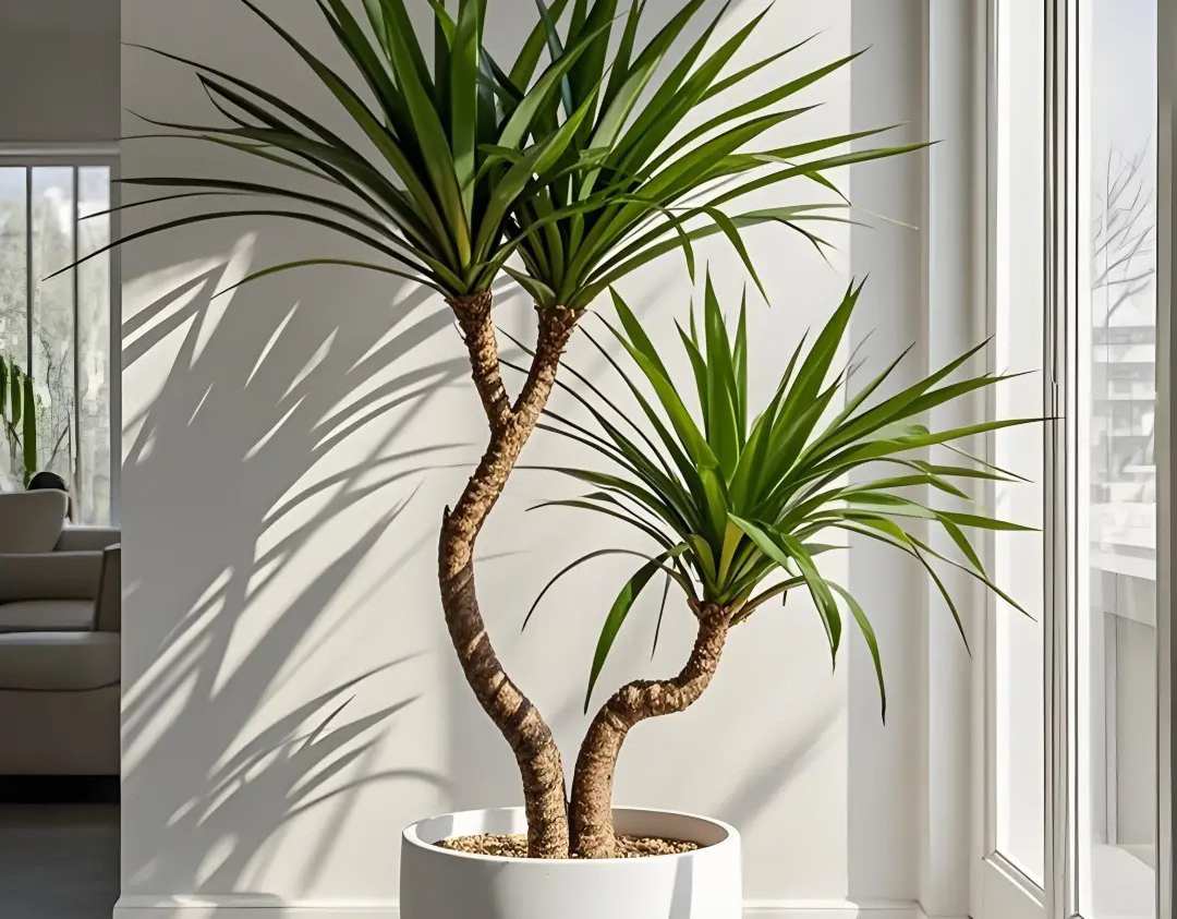 Dracaena img2