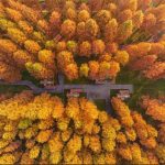 Why Your Transplanted Dawn Redwoods Keep Dying: 5 Critical Mistakes (And How to Fix Them)