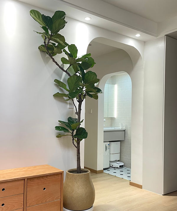 Fiddle-Leaf-Fig-2025