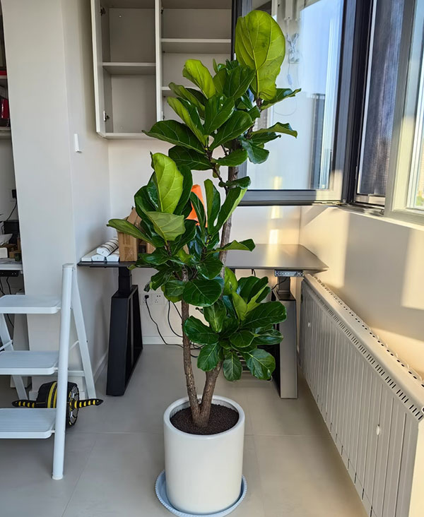 Fiddle-Leaf-Fig-2026