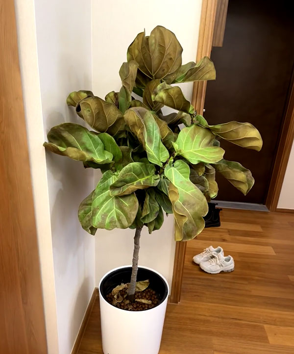 Fiddle-Leaf-Fig-Dropping-Leaves