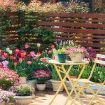 Tulip-Summer-Care-2026