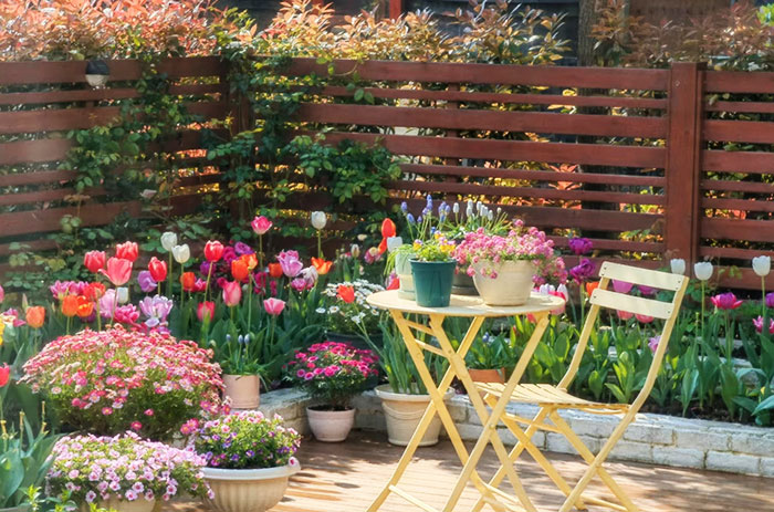 Tulip-Summer-Care-2026