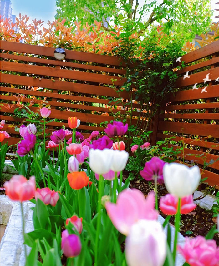 Tulip-Summer-Care-now