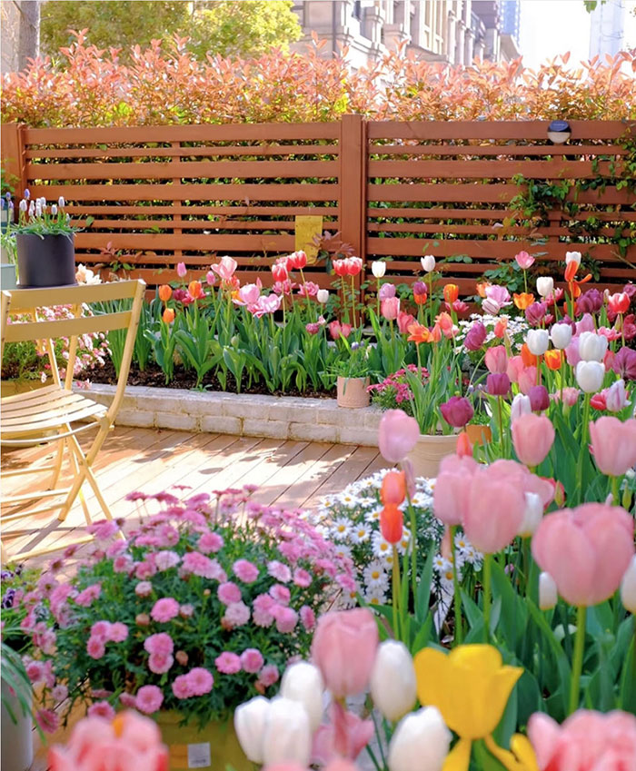 Tulip-Summer-Care