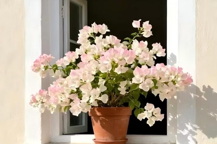 Bougainvillea Care Secrets: How to Stop "Leaves But No Flowers!"