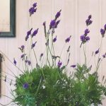 How to Care for Indoor Lavender: The Ultimate Guide