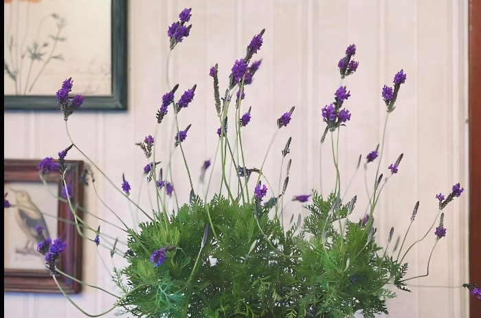 How to Care for Indoor Lavender: The Ultimate Guide