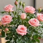 Growing roses indoors