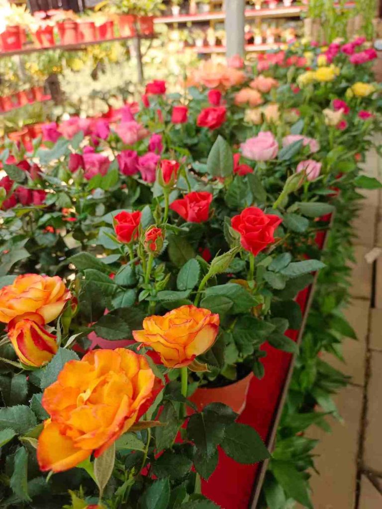Growing roses indoors
