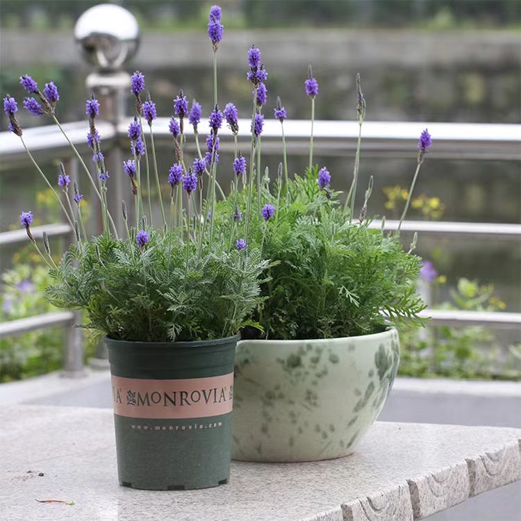 How to Care for Indoor Lavender: The Ultimate Guide