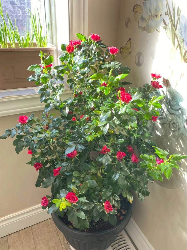 Growing roses indoors