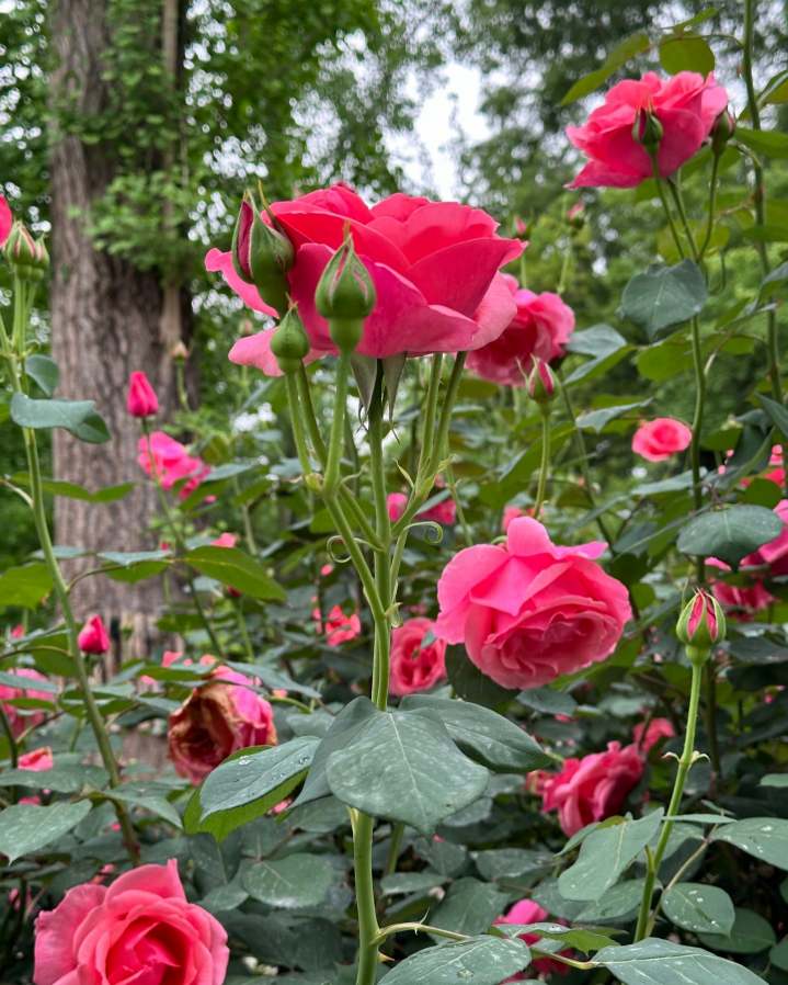 Best soil mix for repotting roses