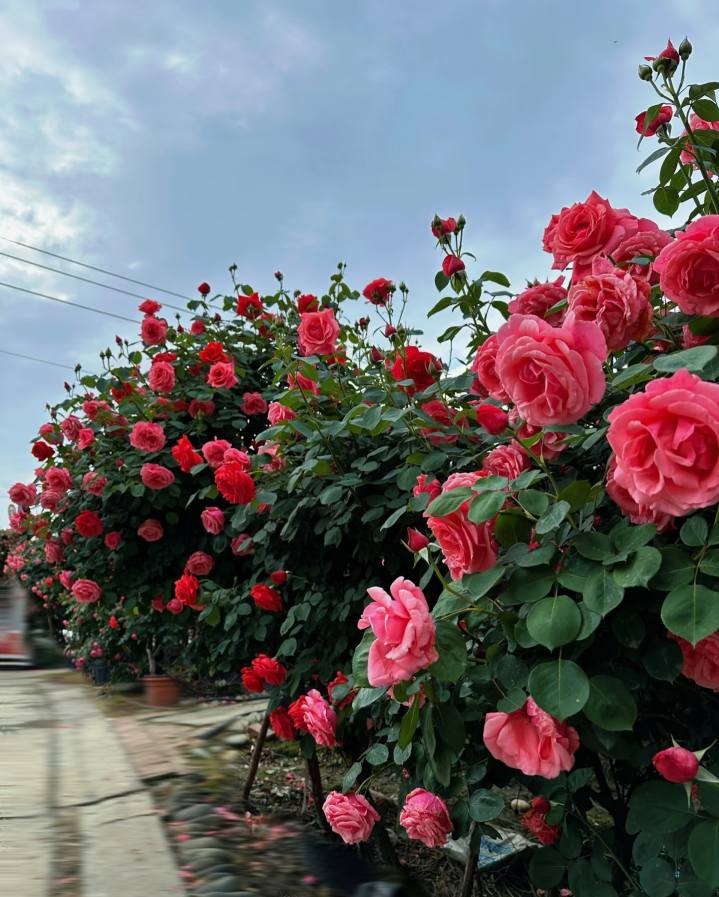 How to care for roses after repotting