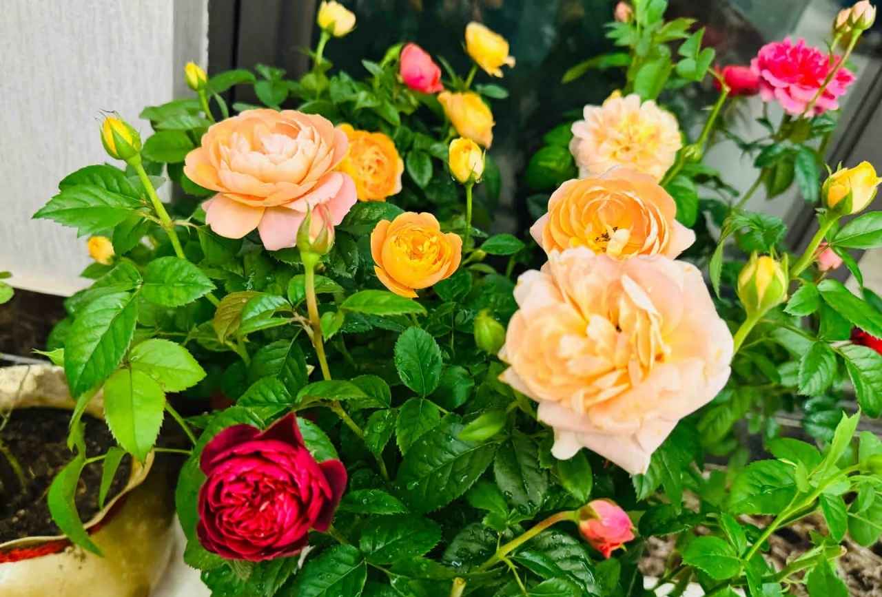 How to repot a rose bush without killing it