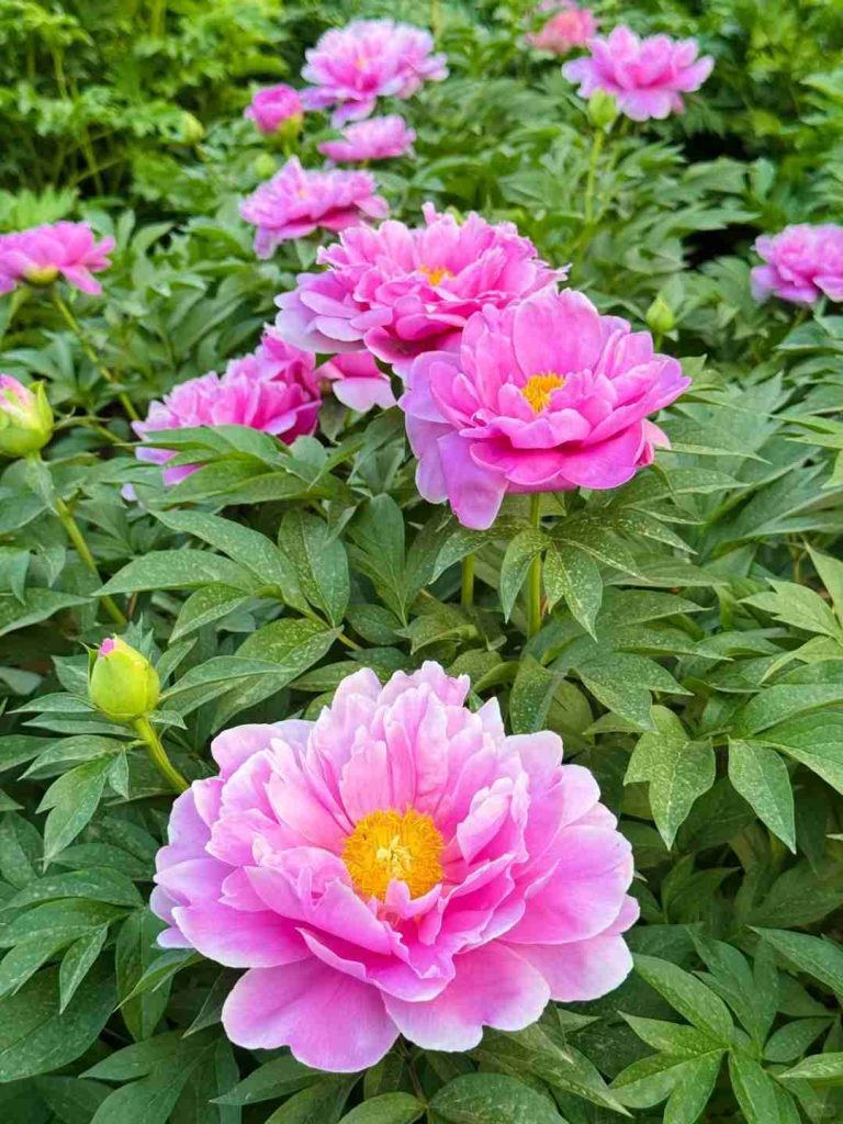 Peony care now