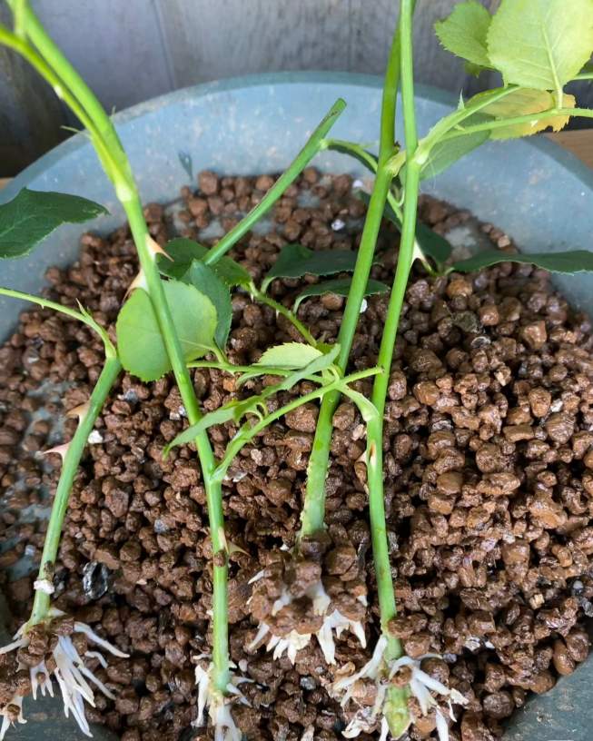 Signs your rose needs repotting