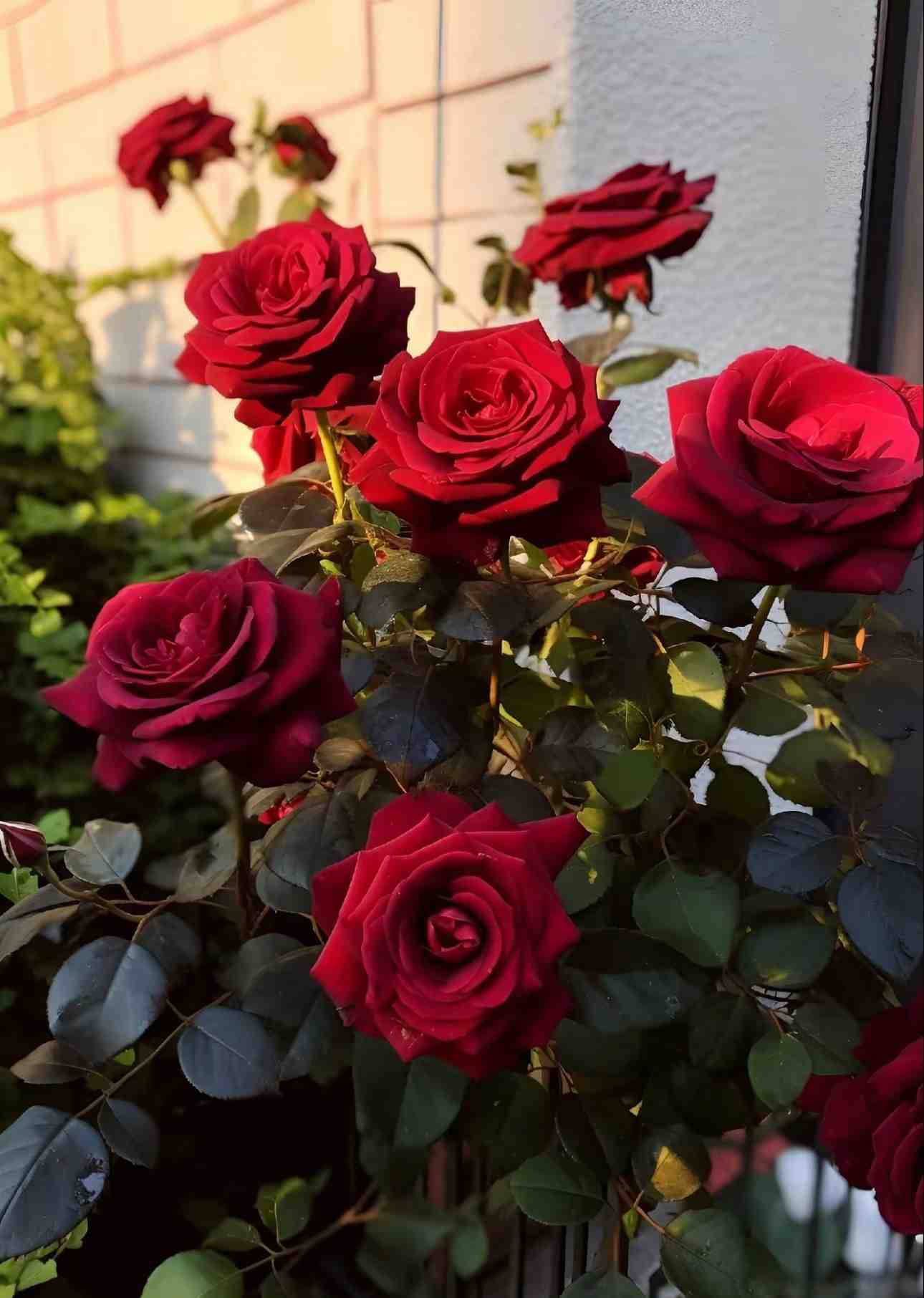 When is the best time for repotting roses