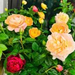 Repotting overgrown potted roses