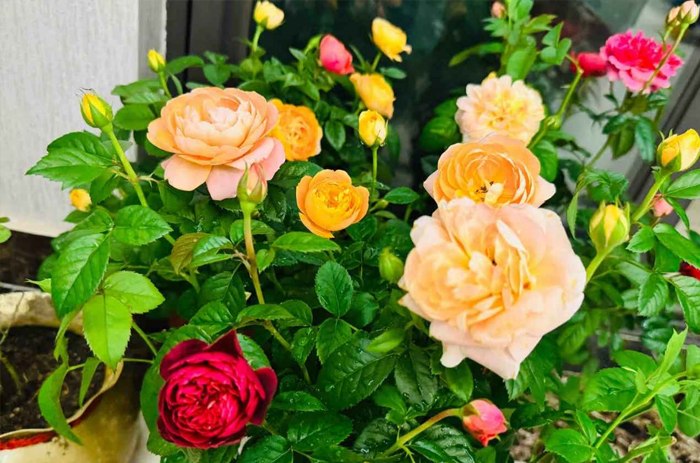 Repotting overgrown potted roses