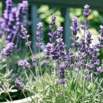when to fertilize lavender plants for maximum blooming