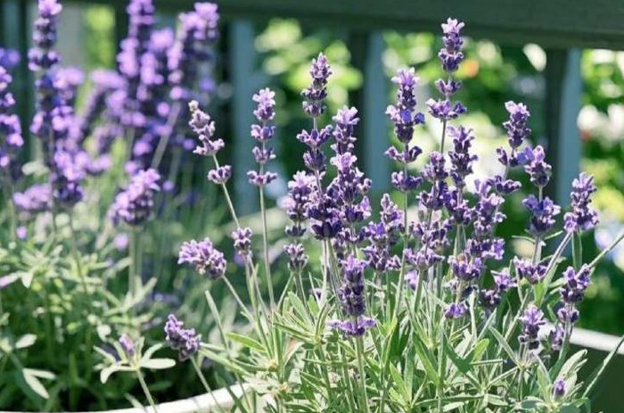 when to fertilize lavender plants for maximum blooming