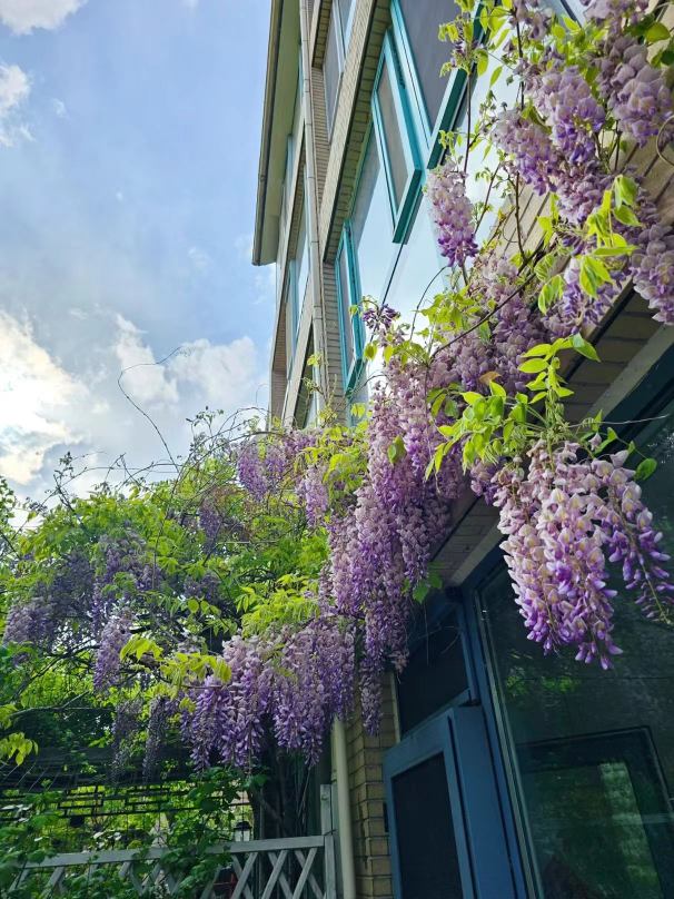 The Ultimate Wisteria Care Guide: Grow a Purple Paradise