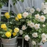 Ultimate Rose Care Guide: How to Grow Healthy & Blooming Roses