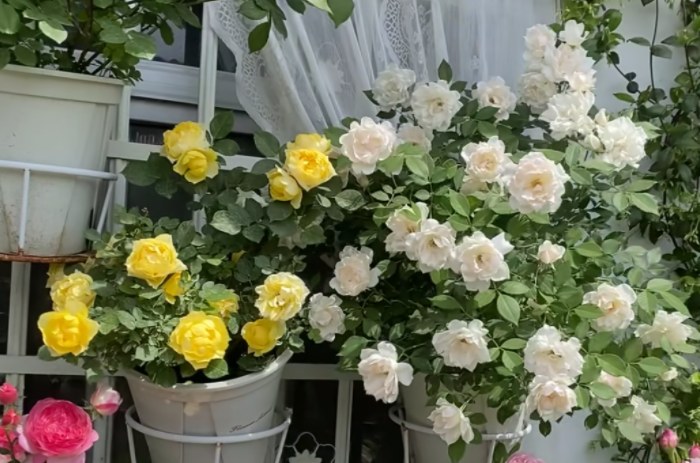 Ultimate Rose Care Guide: How to Grow Healthy & Blooming Roses