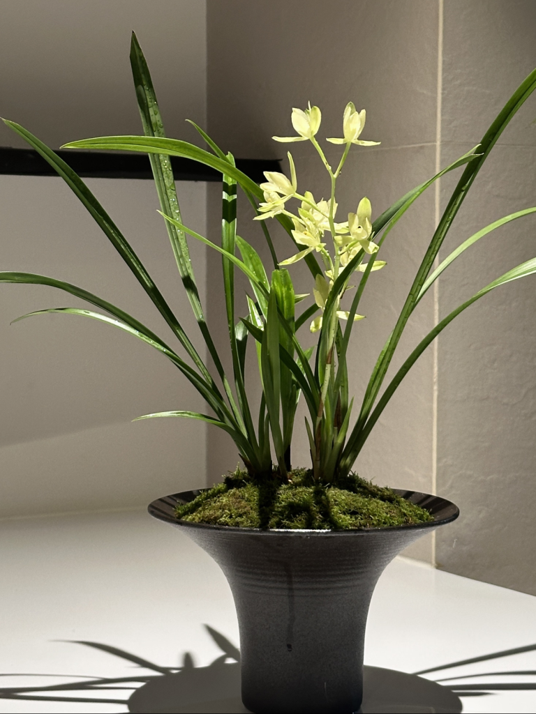 How to Care for an Orchid: A Step-by-Step Guide for Beginners