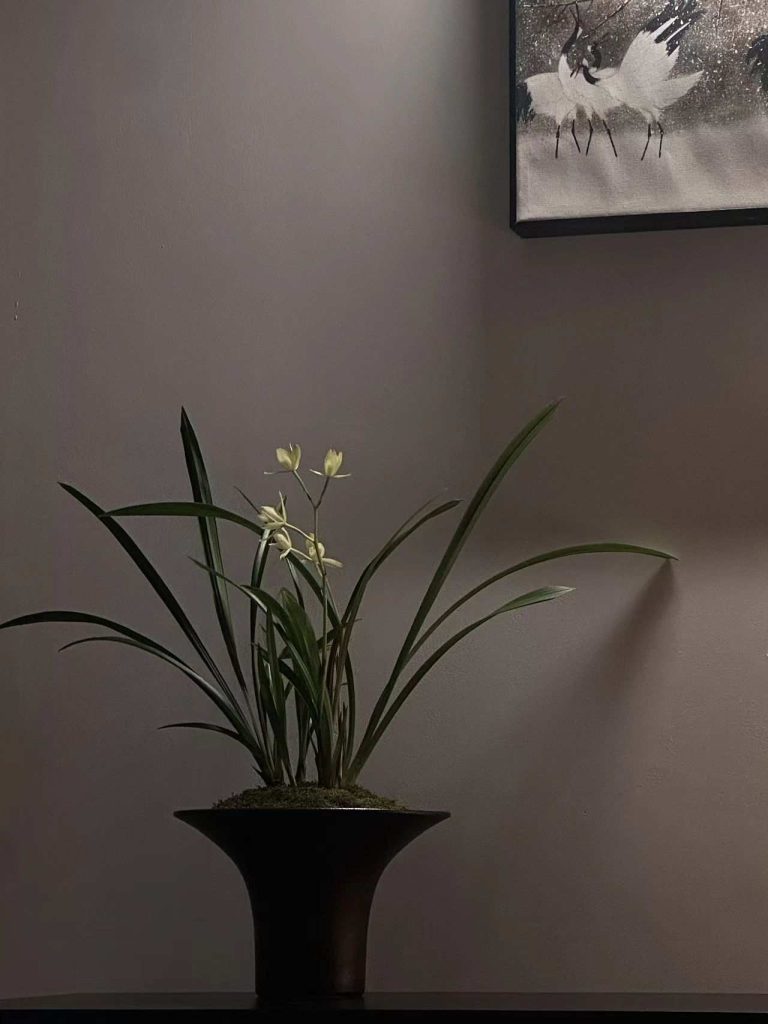 How to Care for an Orchid: A Step-by-Step Guide for Beginners