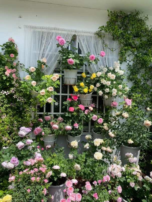 Comprehensive Rose Care Guide for Beautiful Blooms