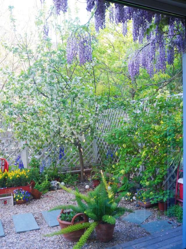 The Ultimate Wisteria Care Guide: Grow a Purple Paradise