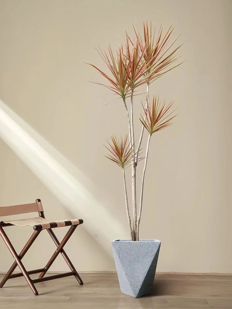 Dragon Blood Tree Care: A Simple Guide for a Healthy Plant
