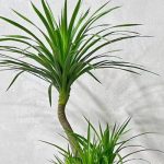 Dragon Blood Tree Care: A Simple Guide for a Healthy Plant