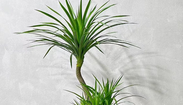 Dragon Blood Tree Care: A Simple Guide for a Healthy Plant