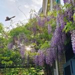 Complete Guide to Wisteria Care