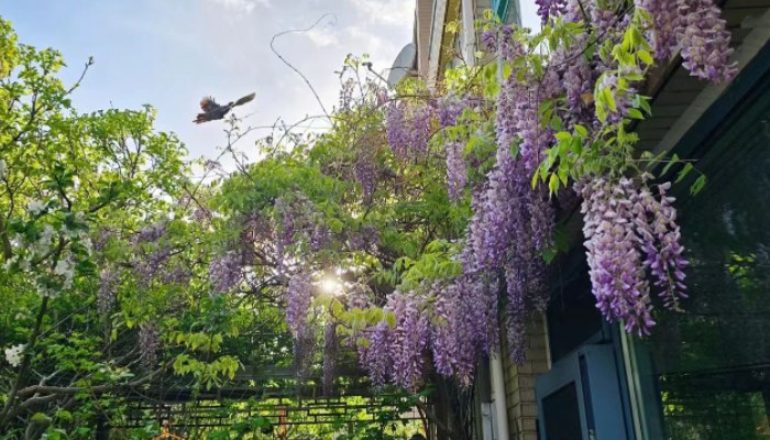 Complete Guide to Wisteria Care