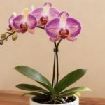 Phalaenopsis Care: The Ultimate Guide to a Stunning, Long-Lasting Bloom