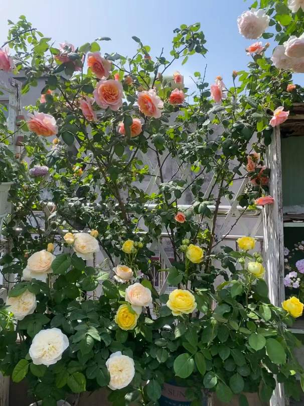 Comprehensive Rose Care Guide for Beautiful Blooms