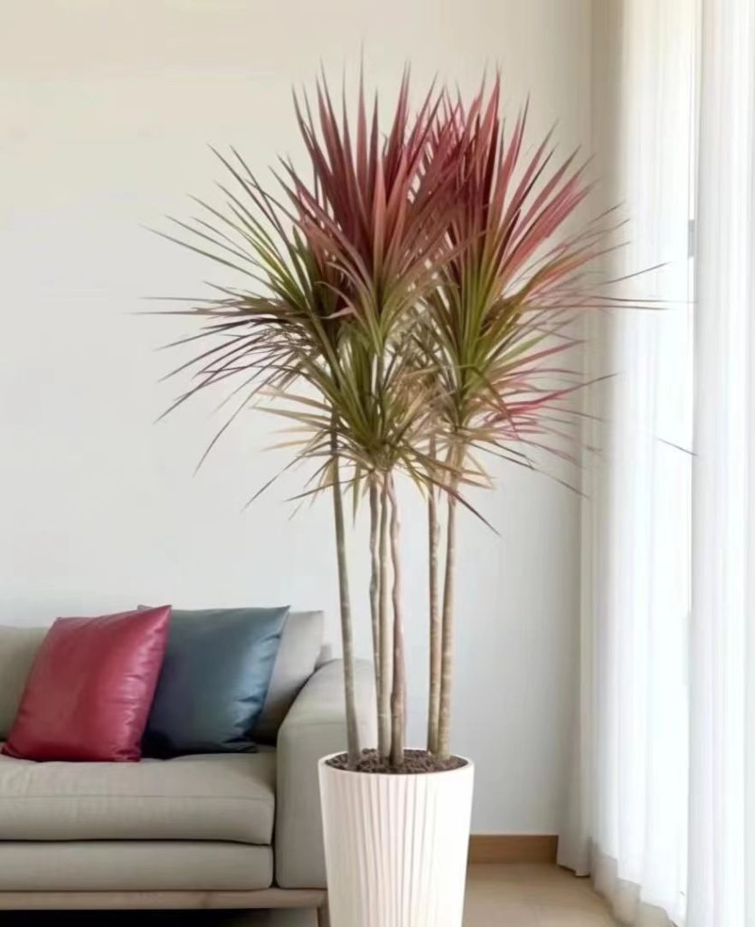 Dragon Blood Tree Care: A Simple Guide for a Healthy Plant