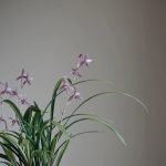 How to Care for an Orchid: A Step-by-Step Guide for Beginners