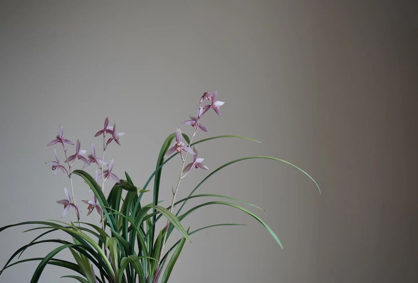 How to Care for an Orchid: A Step-by-Step Guide for Beginners