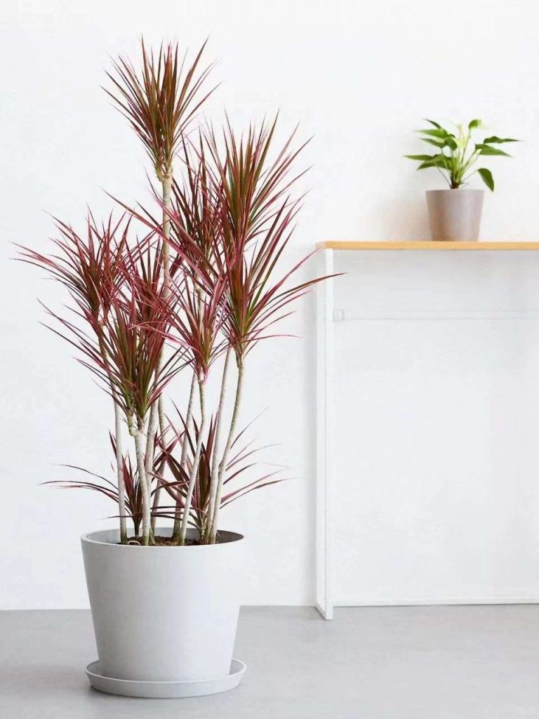 Dragon Blood Tree Care: A Simple Guide for a Healthy Plant