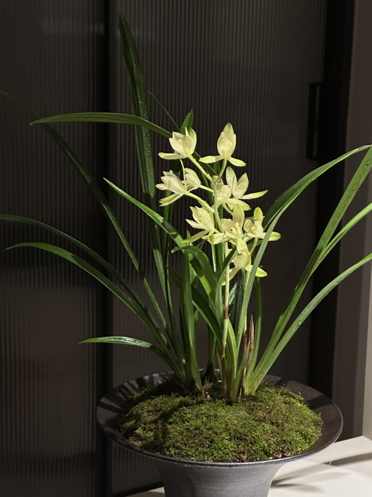 How to Care for an Orchid: A Step-by-Step Guide for Beginners